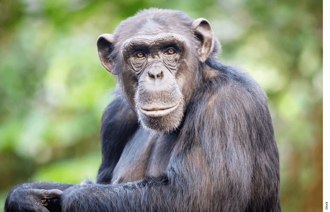 A photo of an ape