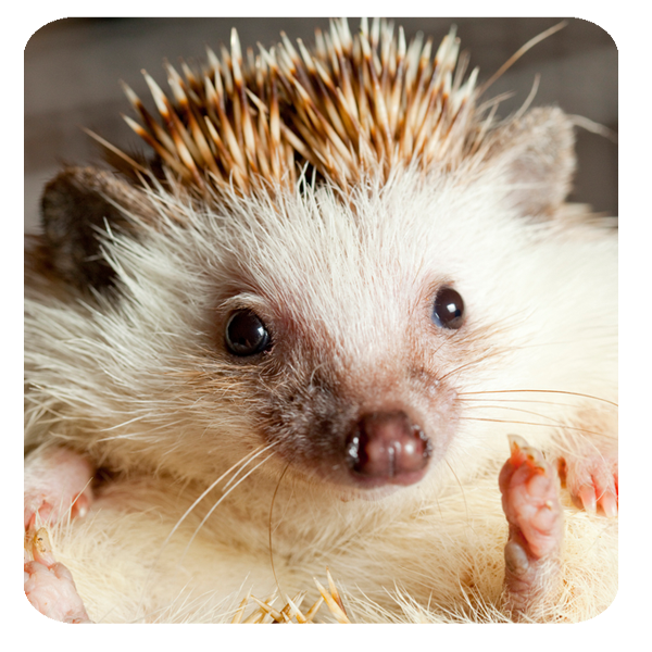 Image of a hedgehog