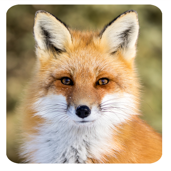 Image of a fox